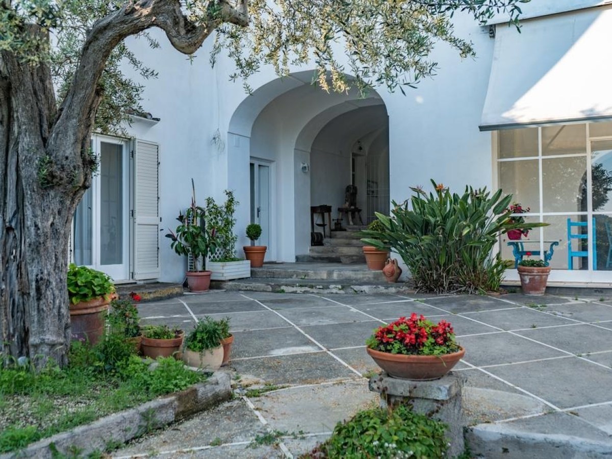 Mediterranean-style home entrance with potted plants and an olive tree.