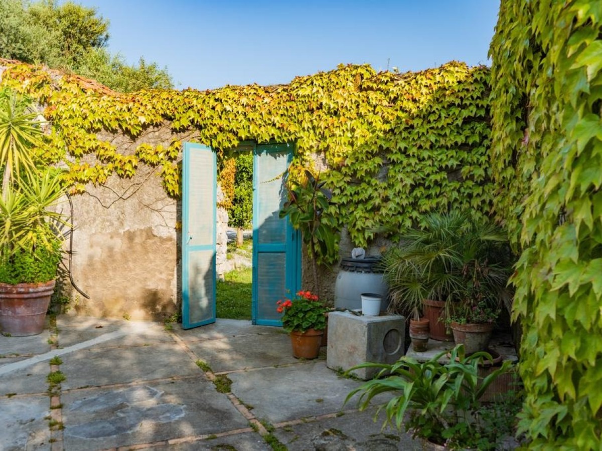Garden patio with ivy-covered walls, potted plants, and an open blue door.